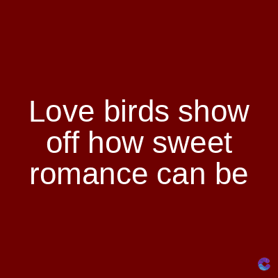 Love birds show
off how sweet
romance can be