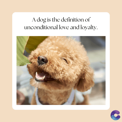 A dog is the definition of
unconditional love and loyalty.