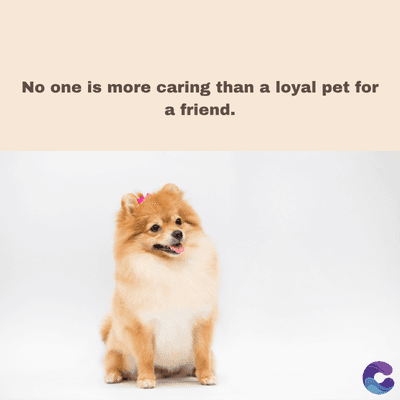 No one is more caring than a loyal pet for
a friend.