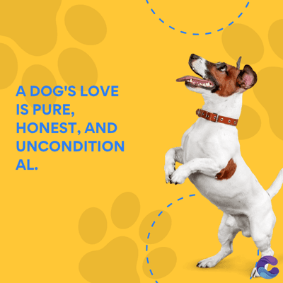 A DOG'S LOVE
IS PURE,
HONEST, AND
UNCONDITION
AL.