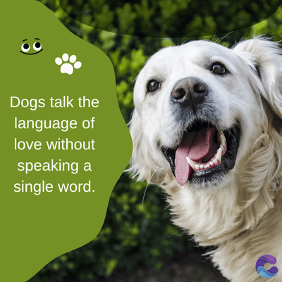 Dogs talk the
language of
love without
speaking a
single word.