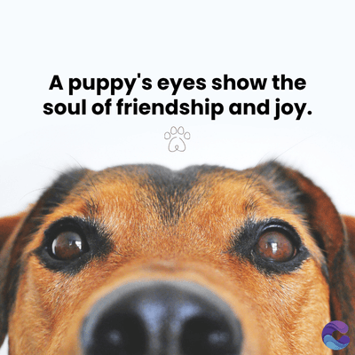 A puppy's eyes show the
soul of friendship and joy.