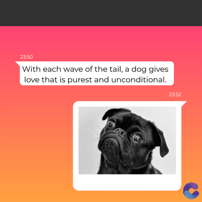 23:50
With each wave of the tail, a dog gives
love that is purest and unconditional.
23:52