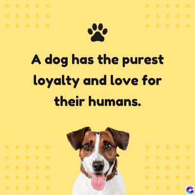 A dog has the purest
loyalty and love for
their humans.