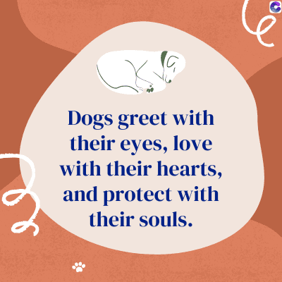 Dogs greet with
their eyes, love
with their hearts,
and protect with
their souls.
e