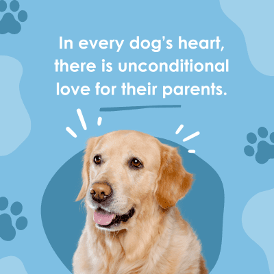 In every dog's heart,
there is unconditional
love for their parents.