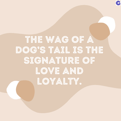 THE WAG OF A
DOG'S TAIL IS THE
SIGNATURE OF
LOVE AND
LOYALTY.
C
