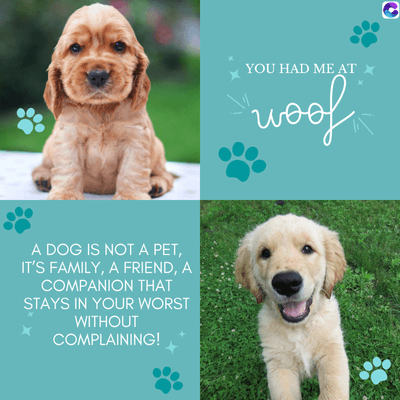 A DOG IS NOT A PET,
IT'S FAMILY, A FRIEND, A
COMPANION THAT
STAYS IN YOUR WORST
WITHOUT
COMPLAINING!
YOU HAD ME AT
woof
C