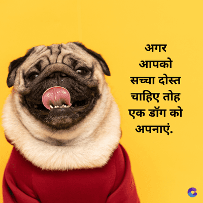 अगर
आपको
सच्चा दोस्त
हि
एक डॉग को
अपनाएं.