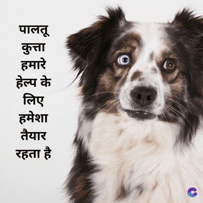 पालतू
कुत्ता
हमारे
हेल्प के
लिए
हमेशा
तैयार
रहता है