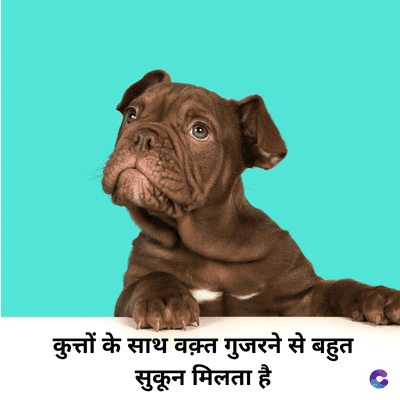 कुत्तों के साथ वक़्त गुजरने से बहुत
सुकून मिलता है