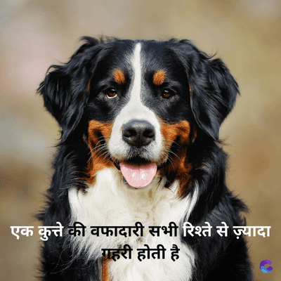 एक कुत्ते की वफादारी सभी रिश्ते से ज़्यादा
गहरी होती है