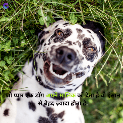 जो प्यार एक डॉग अपने मालिक को देता है वो इंसान
से बेहद ज़्यादा होता है.