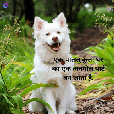 एक पालतू कुत्ता घर
का एक अनमोल पार्ट
बन जाता है.